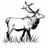 Bull Elk Coloring Pages At GetColoringscom  Free Printable Colorings sketch template