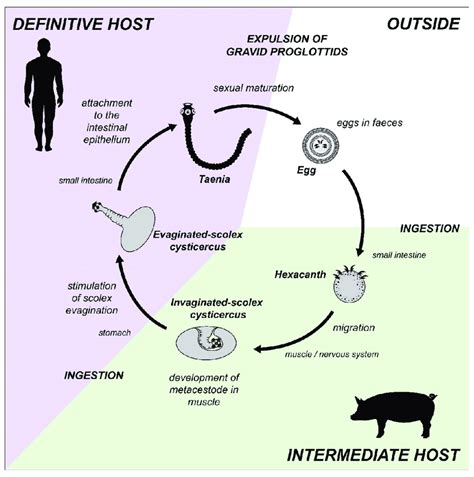 Taenia Solium Parasite Life Cycle | Images and Photos finder