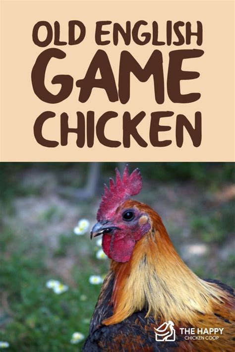 Old English Game Chicken — Everything You Need To Know