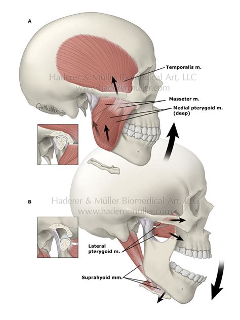 Jaw Anatomy