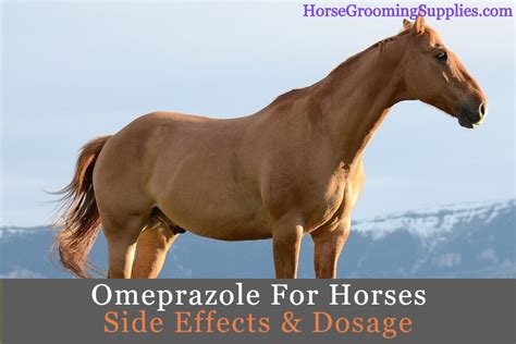 Omeprazole For Horses Side Effects & Dosage - HorseGroomingSupplies.com