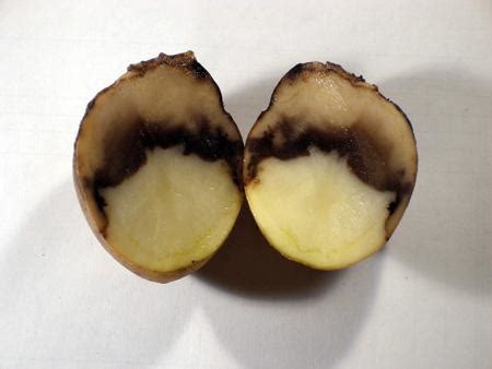 Potato blackleg - Erwinia carotovora pv. atroseptica, Nexles