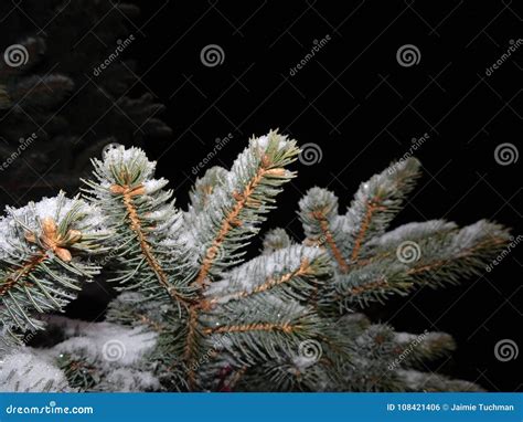 Snow on pine trees stock photo. Image of pine, lonely - 108421406