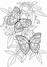 butterfly coloring Pages For adults Pin On Diy  Dibujos Para Colorear sketch template