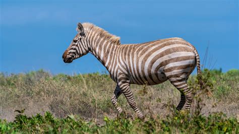 Newsela | Caught on Camera: An extremely rare albino zebra is ...