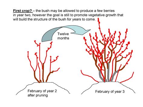 The NC Blueberry Journal: Pruning Young Blueberry Plants