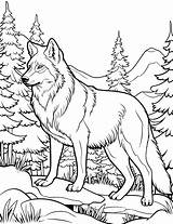 50 Wolf Coloring Pages Free Printable Sheets  Adult sketch template