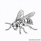 Hornet Coloring Pages  Free & Printable sketch template