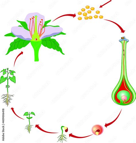 Vector Illustration of a Flower Pollination, Reproduction in Plant Diagram Stock Vector | Adobe ...