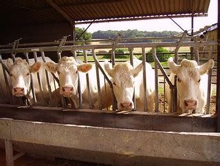 Charolais heifers at manger | Fr : Génisses charolaises à la… | Flickr