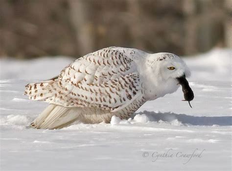 snowy.owl.prey.c.crawford | Owl, Snowy owl, Barn owl