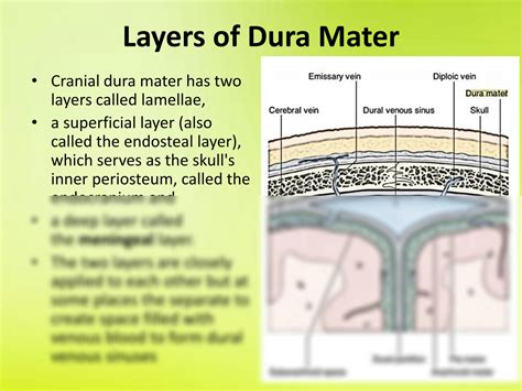 SOLUTION: 5 dural venous sinuses - Studypool