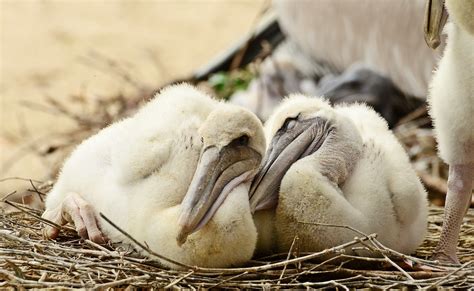 Image result for baby pelican | Baby animals, Pelican photos, Pelican