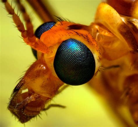 CraneFly | Insect eyes, Insect photos, Insects