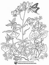 Larkspur Coloring Pages sketch template