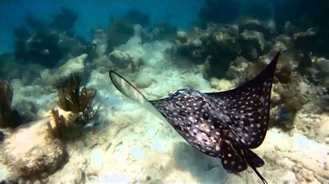 Akumal Snorkeling - YouTube