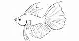 Betta Fish Coloring Pages Printable sketch template