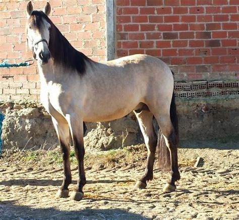 Caballo bayo. | Caballo bayo, Cuadros de caballos, Caballos pre