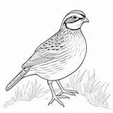 Premium Photo  Quail Outline Coloring Page For Children39s Book sketch template