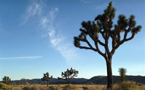 Twentynine Palms: A Thriving Artist Colony in the Mojave Desert