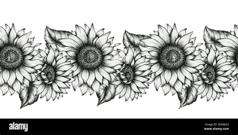 black and white sunflowers seamless border, realistic wildflowers ...