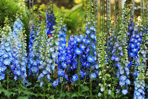 Delphinium : plantation, entretien et toxicité du pied d'alouette