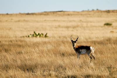 Game Animals — Texas Parks & Wildlife Department