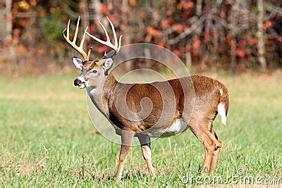 10 Point Buck Stock Photography - Image: 22069892