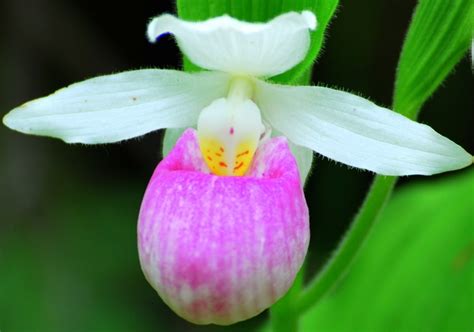 Pink Lady Slipper - Cypripedium | Orchid flower, Pink lady slipper, Orchids