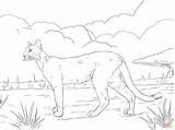 Florida Panther coloring Page  Free Printable Coloring Pages sketch template