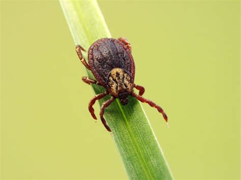 Tick Infestations: Causes, Signs, and Prevention