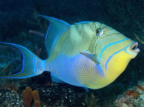 Queen Triggerfish - Balistes vetula | Beautiful sea creatures, Ocean creatures, Sea animals