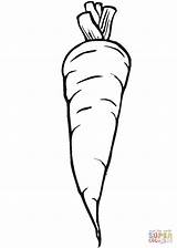 Carrot coloring Page  Free Printable Coloring Pages sketch template
