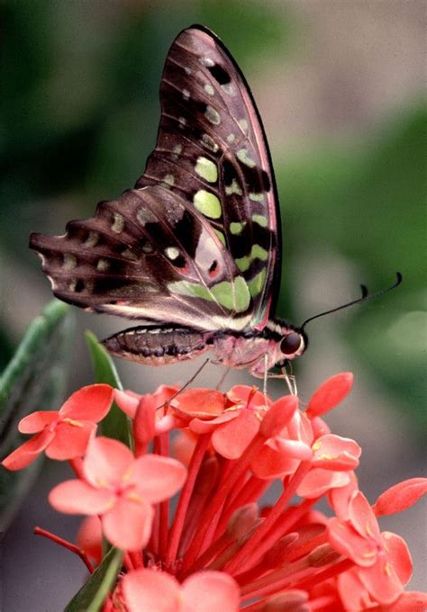 Franklin Park Conservatory / butterflies | Butterfly pictures ...