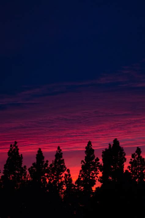 Sunset Pine Tree Art | Pine tree art, Sunset wallpaper, Tree art