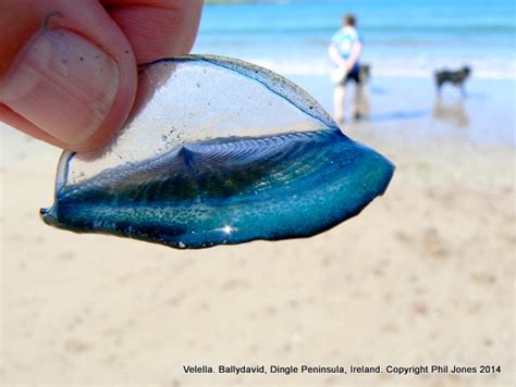 By-the-Wind-Sailor jellyfish. Velella velella. Member of the Blue Fleet.