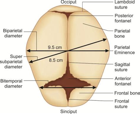 Fetal Skull Diameters Fetal Skull Anatomy Pediatric Nursing