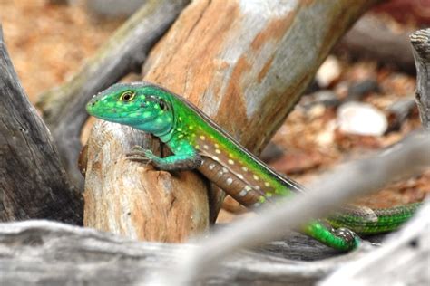 Rainbow Lizard | Biodiversity Database Suriname