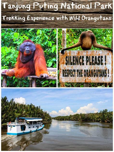 Tanjung Puting National Park » An Incredible Trekking Experience with Wild Orangutans - Love & Road