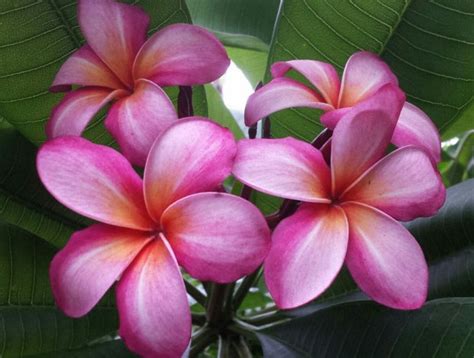 tahiti Love Affair, Plumeria, Tahiti, Some Pictures, Colorful Flowers, The Good Place, Good ...