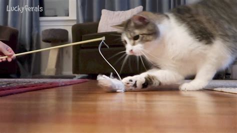 Cats Playing With Their Favorite Toy - Simba, Splash, and Stella - YouTube