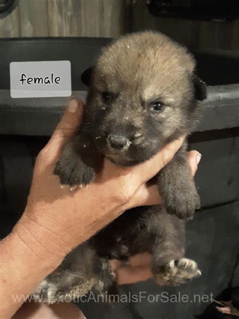 Arctic Wolf Pups for Sale