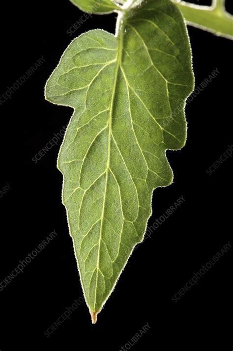 Tomato leaf - Stock Image - C001/5942 - Science Photo Library