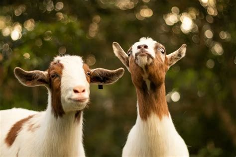 What Sound Do Goats Make and Why?