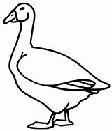 Goose 12  Coloring Pages sketch template