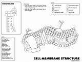 Membrane Plasma Diagram Mosaic Fluid Cell Diagrams Sketch Labeled  sketch template