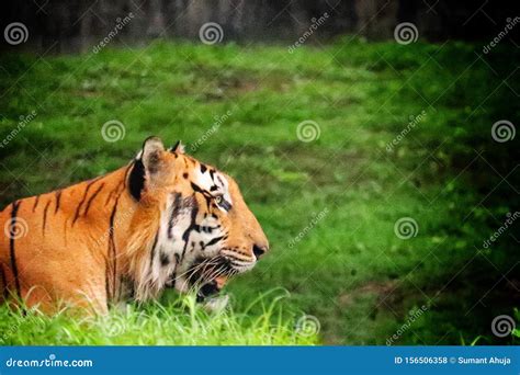 Roar of Tiger in Jungle stock photo. Image of tiger - 156506358