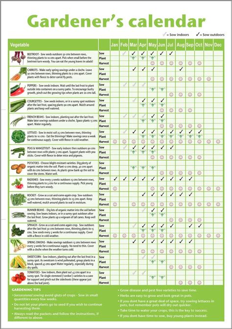 A3 novice allotment planner gardener's/beginner's vegetable growing gardening calendar/poster ...