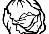Lettuce Coloring Page At GetDrawings  Free Download sketch template
