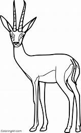 Springbok Coloring Pages Download And Print For Free sketch template